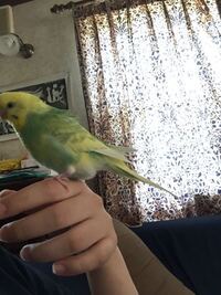 2歳9ヶ月のメスのセキセイインコのおしりの方がぽっこり膨らんでいます Yahoo 知恵袋