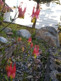 この花の名前オダマキの仲間ですが正確な種類と名前がわかりませんよろしくお願いし Yahoo 知恵袋