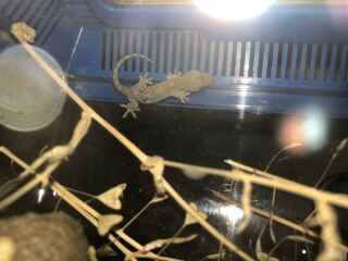 庭の湿った箇所でこんな生き物を見つけました トカゲ イ Yahoo 知恵袋