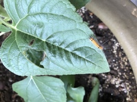 観覧注意って閲覧注意の誤植誤用では無いのでしょうか 最近よく見 Yahoo 知恵袋