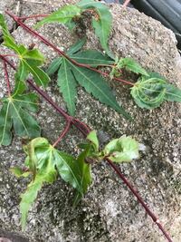 いろはもみじが葉焼けしてしまいます 植えてから3回目の秋を迎えますが Yahoo 知恵袋