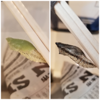 キアゲハの幼虫が蛹化する際に 飼育ケースの蓋の部分で蛹になって欲し Yahoo 知恵袋