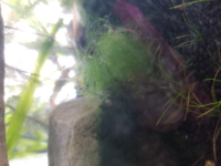 ウィローモスに付いている についてウィローモスに黒い 灰色 の Yahoo 知恵袋