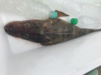 今日魚釣りに行きコチという魚を釣りました コチは刺すよと昔聞い Yahoo 知恵袋