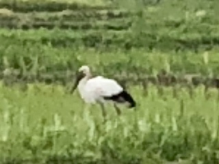 今朝 田んぼで見かけた鳥です よく見かけるサギよりかなり大型 Yahoo 知恵袋