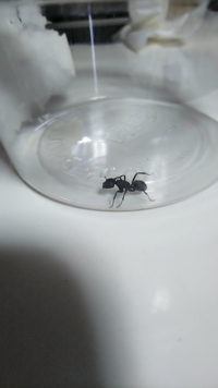 蟻ってどうやって餌を見つけるんですか 蟻は基本的にはひたすら歩い Yahoo 知恵袋