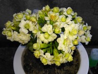 コーヒーの出し殻は虫除けとしと聞きましたが 試した方効果は 虫よけ Yahoo 知恵袋