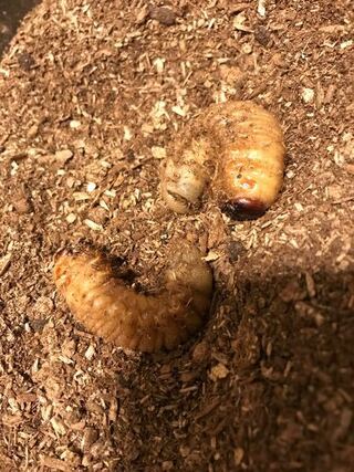 カブトムシの幼虫が3匹中2匹が今日 土から出てきて この状態でクネクネ Yahoo 知恵袋