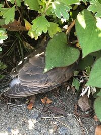 もくれん 赤 の蕾が毎年 開花直前に鳥 ひよ鳥か むく鳥 に食べられ全 Yahoo 知恵袋