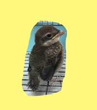 鳥を保護しました 素手では触ってませんがこの鳥の種類が分かりません ス Yahoo 知恵袋