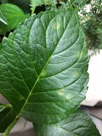 アジサイの花と葉が茶色くなって枯れてきました 何の病気でしょうか Yahoo 知恵袋