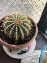 サボテンの頭にあるピンクっぽい綿は病気でしょうか 放っておいても Yahoo 知恵袋