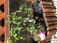 寒冷地のバラの植え替え時期は バラの育て方の本にはバラ Yahoo 知恵袋