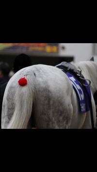 競争馬のゴールドシップの尻尾の近くに付いてる赤い点 は何 飾 Yahoo 知恵袋