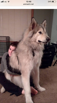 この犬の犬種はなんですか こんな可愛い犬見たことがありません 特殊なカッ Yahoo 知恵袋