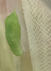 モンシロチョウ の幼虫を子供が持ち帰ってきて育てていました 今朝このよ Yahoo 知恵袋