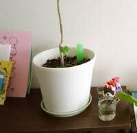 ユーカリを室内で観葉植物として育てたいのですが難しいでしょうか やはり Yahoo 知恵袋