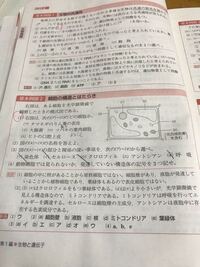 タマネギの鱗茎の表皮細胞を600倍で観察した時 染色し固定する前と後では細胞は Yahoo 知恵袋