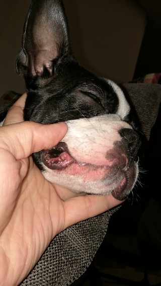 ４ヶ月になるボストンテリアを飼っています 口の回りの肌荒れについて質問 Yahoo 知恵袋