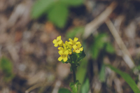 なぜレタスはキク科なのにアブラナ科の植物である白菜やキャベツによく Yahoo 知恵袋