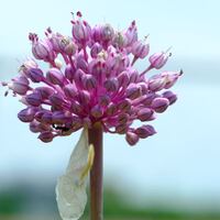 園芸でアリウム ギガンチウム茎が長く紫の大きな玉の花です こ Yahoo 知恵袋