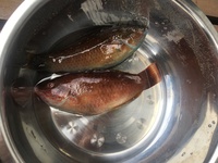 魚の名前がわかりません この2匹なのですが なんという魚なのか教えてく Yahoo 知恵袋