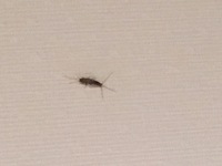 部屋に出たんですがしっぽが長くゴキブリには見えなかったので何の虫かわかる方い Yahoo 知恵袋