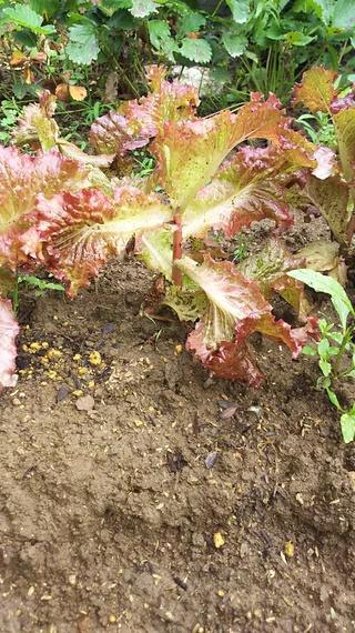 0以上 サニーレタス 花 食べられる 乾いた壁