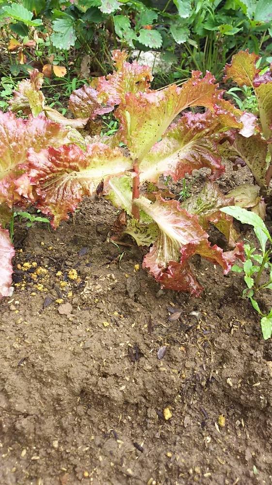 サニーレタスが上に伸びてしまいます なぜでしょうか 花 Yahoo 知恵袋