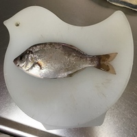 一般的にウミタナゴは 塩焼き 刺身 煮付けで 食べてもおいしくな Yahoo 知恵袋