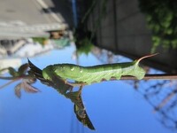 スズメガの幼虫の飼育について 子供たちと しっぽぴこぴこむし と呼んでいた Yahoo 知恵袋