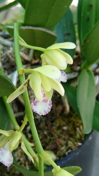 自宅にあるお花の品種名が知りたいです 知人から頂いた物ですが デン Yahoo 知恵袋