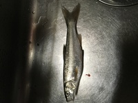 川魚 海魚で一番うまいのはなんですか 好みは人それぞれですからね Yahoo 知恵袋