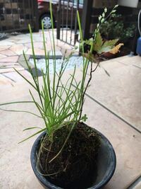 盆栽山もみじ苔玉 ハイ苔 の水やり 肥料に付いて質問です もみじ Yahoo 知恵袋