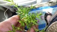 海に行ったのですが多肉植物が生えてました 西日本在住です この多肉植物 Yahoo 知恵袋