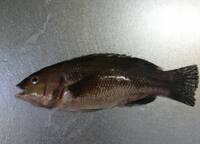 今日釣れたのですが なんという魚かわかりません教えていただけると助かり Yahoo 知恵袋