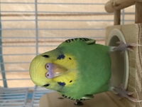 インコが壁や柱に向かって独り言をいうのは何故ですか セキセインコのペア Yahoo 知恵袋