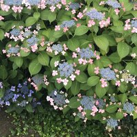 この紫陽花の種類の名前を教えて下さい ガクアジサイとまで Yahoo 知恵袋