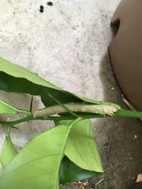 至急 これって何の幼虫ですか レモンの木に付いていました 蝶でしょうか Yahoo 知恵袋