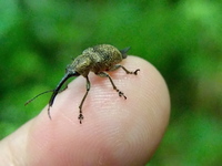 こちらはハイイロチョッキリでしょうか あるいは クヌギシギゾ Yahoo 知恵袋