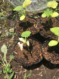 きゅうりの種をポットに植えました ３日後に発芽したのですが その後カイワ Yahoo 知恵袋