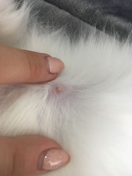 オス猫のお腹にイボ？ - 生後5ヶ月のラガマフィンのオス猫を 