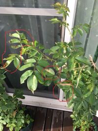 バラの新苗 バラの新苗の葉っぱが茶色くなってきてしまいま Yahoo 知恵袋