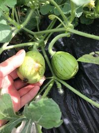 ビニールマルチシートを敷いてトマト ナス 西瓜 等を栽培する Yahoo 知恵袋
