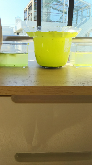 グリーンウォーターの濃さ メダカの稚魚をグリーンウォーターで育て Yahoo 知恵袋