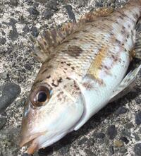 伊豆で釣りました フエフキダイの仲間だと思いますが 何フエフ Yahoo 知恵袋