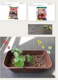 朝顔のつるが伸びません 写真のように つるが伸びないうちにつぼみ らしき Yahoo 知恵袋