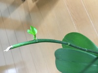 こんにちは 蘭の育て方について質問です 昨年11月に胡蝶蘭をお Yahoo 知恵袋