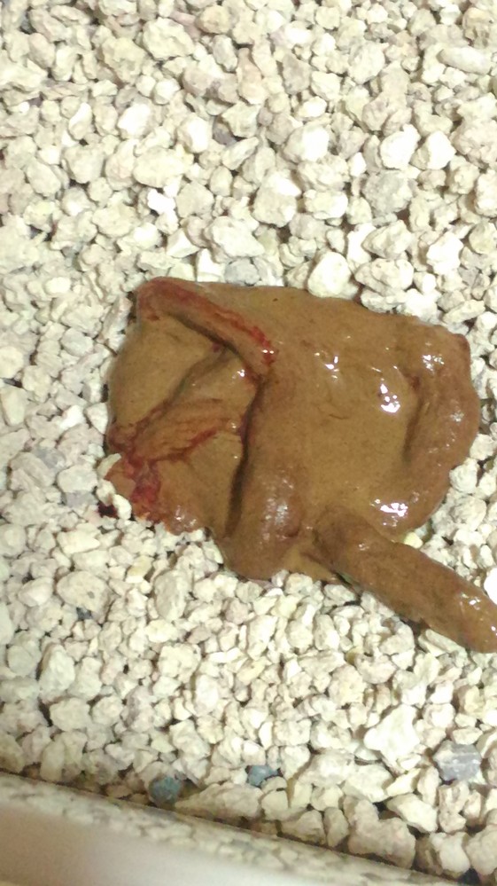 回覧注意先週から子猫を飼い始めました。昨日、下痢をして血？み 