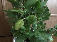 成長しすぎたカランコエ どうしたらいいでしょう 3年目くらいです 成 Yahoo 知恵袋